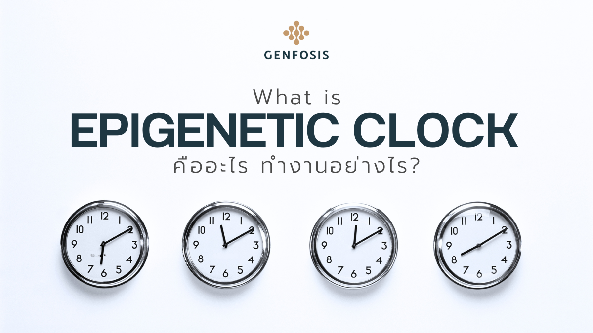 img_Epigenetic Clock คืออะไร ทำงานอย่างไร | Genfosis